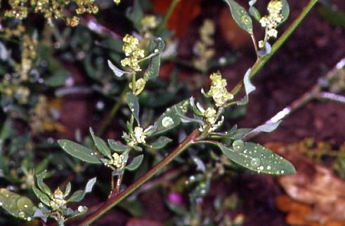 Chenopodium strictum 1