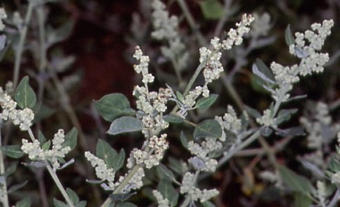 Chenopodium vulvaria 1