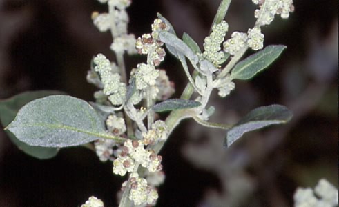 Chenopodium vulvaria 2