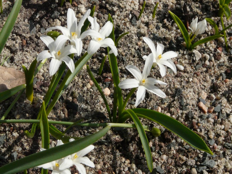 Chionodoxa luciliae 1