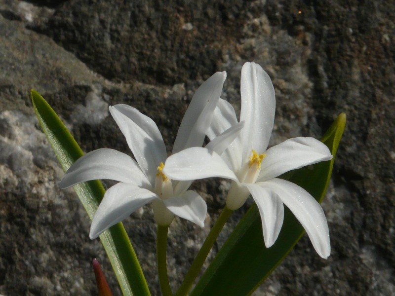 Chionodoxa luciliae 2