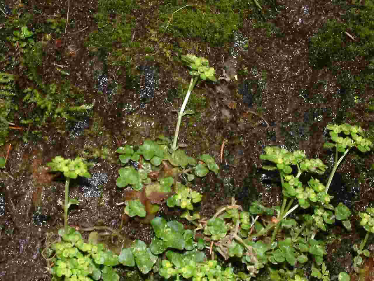 Chrysosplenium oppositifolium 2