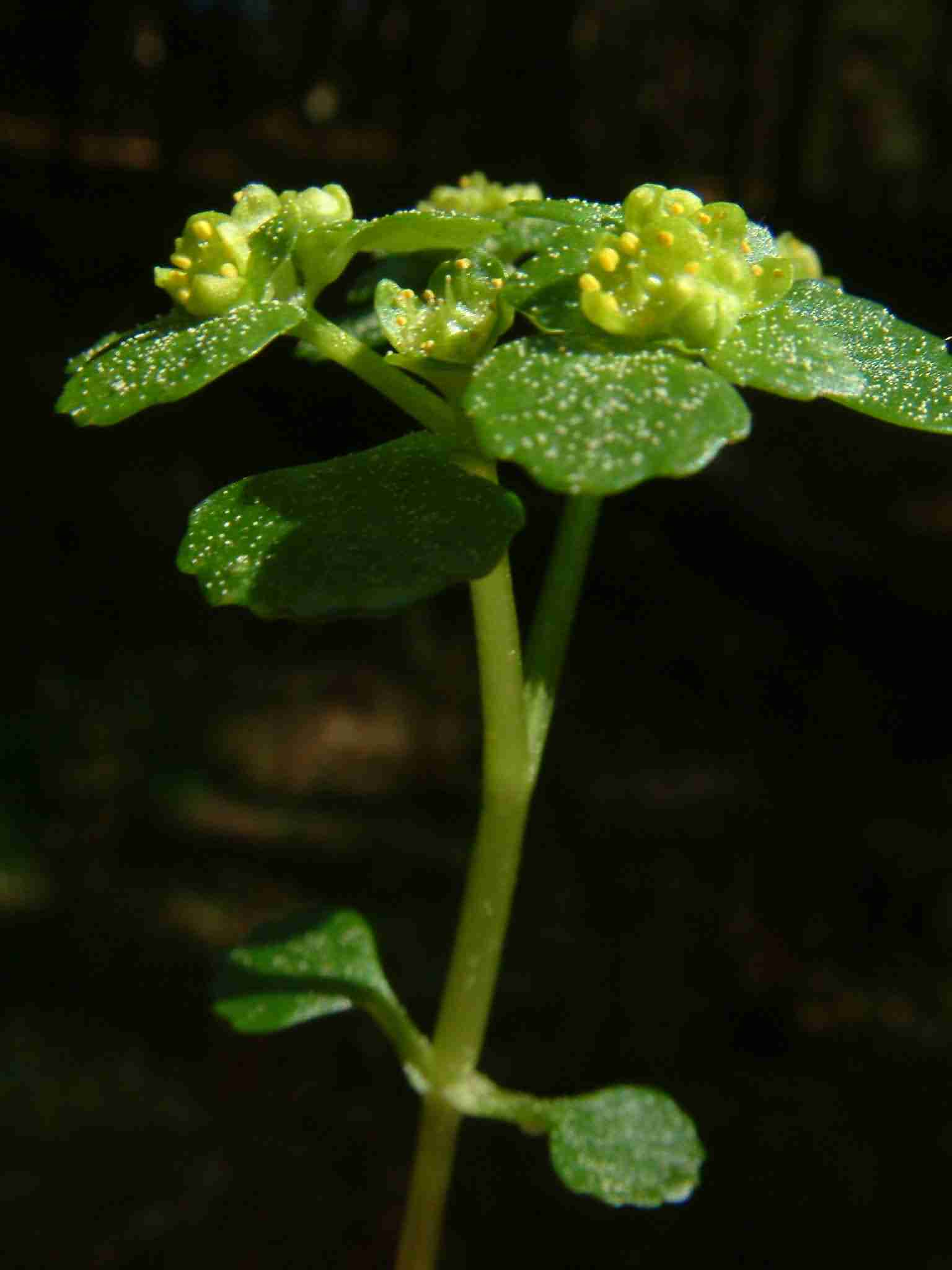 Chrysosplenium oppositifolium 3