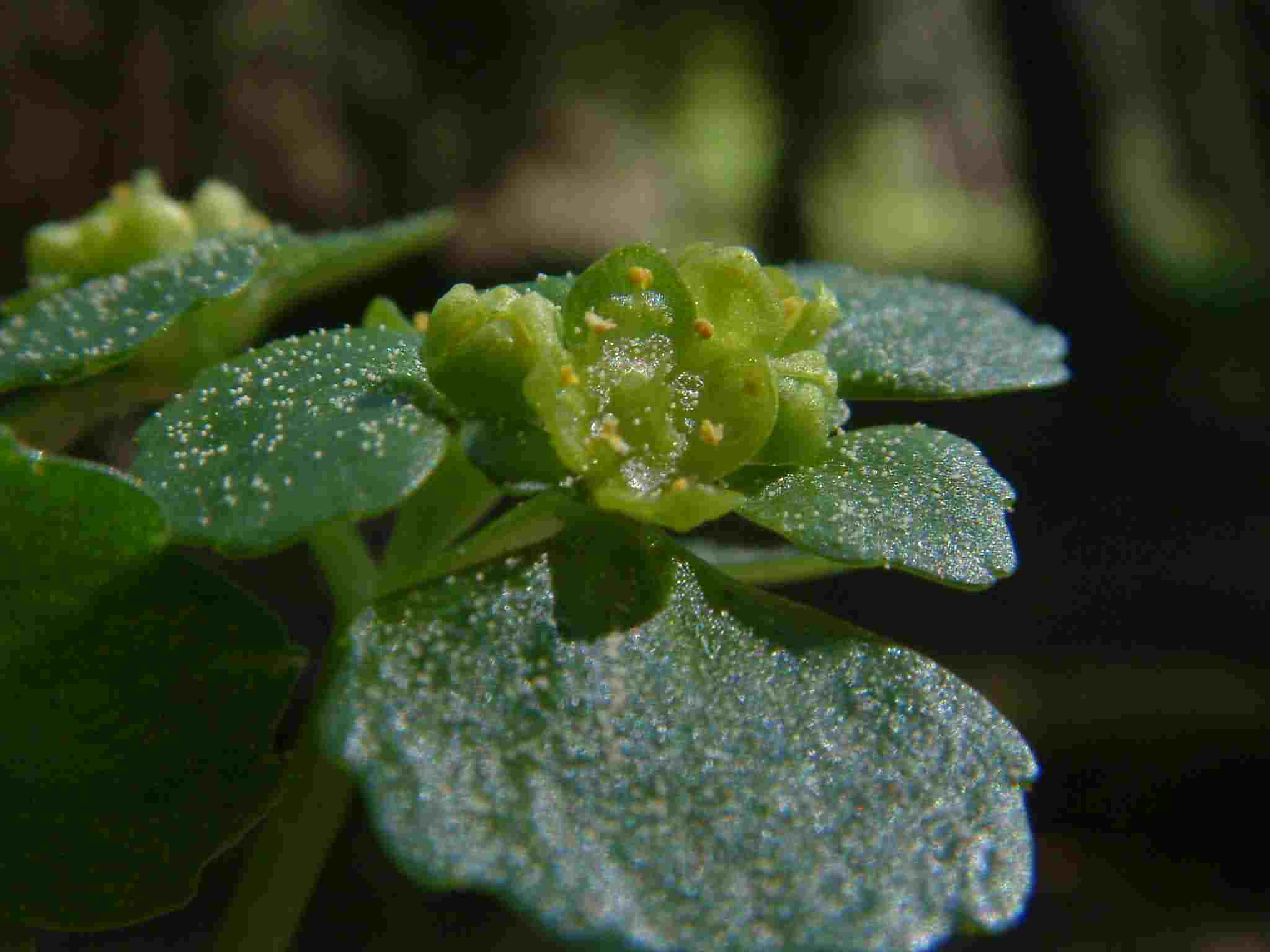 Chrysosplenium oppositifolium 4