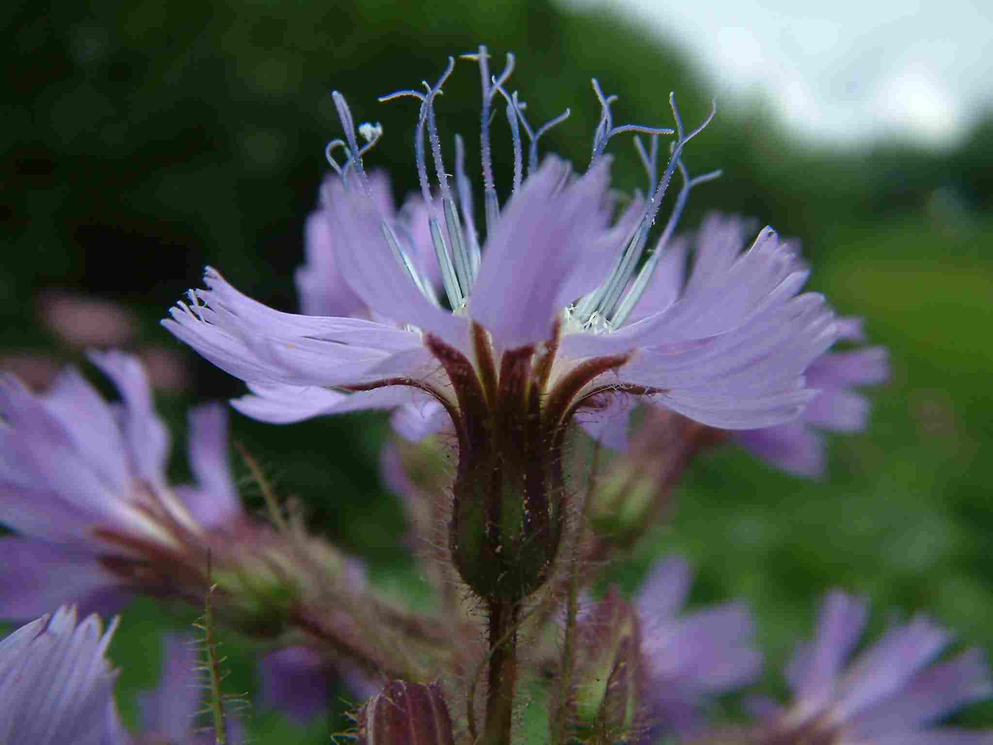 Cicerbita alpina 2