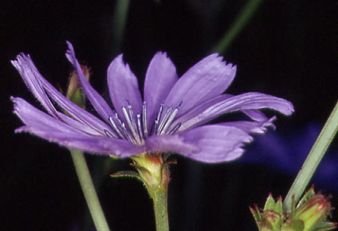 Cichorium intybus 1