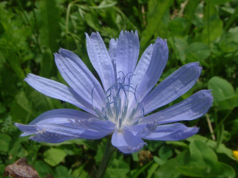 Cichorium intybus 2