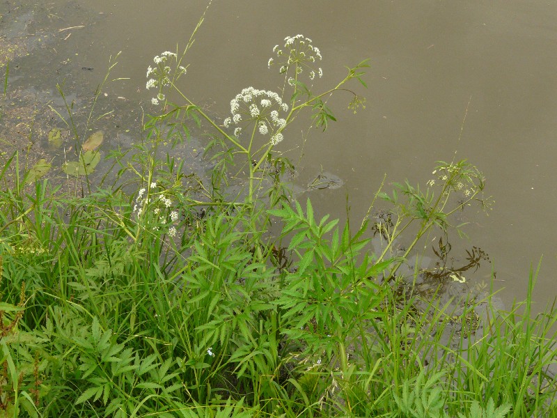 Cicuta virosa 1