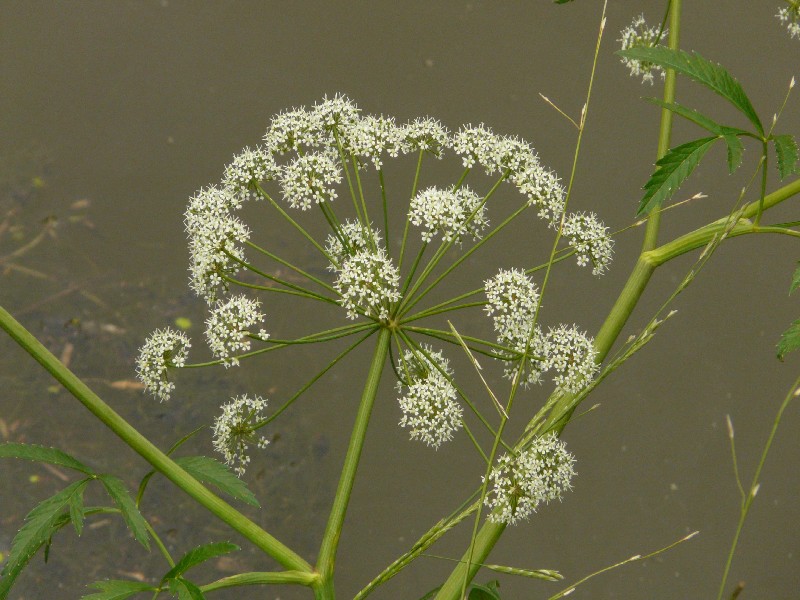 Cicuta virosa 2