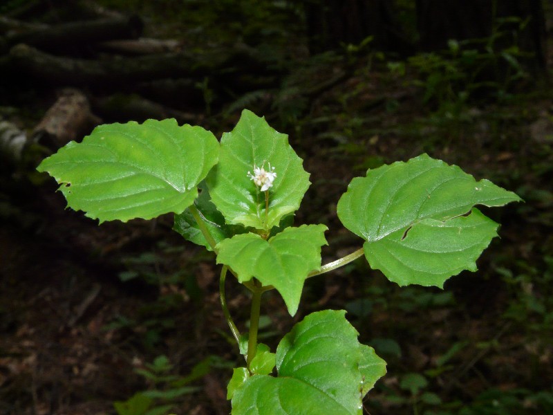 Circaea alpina 3