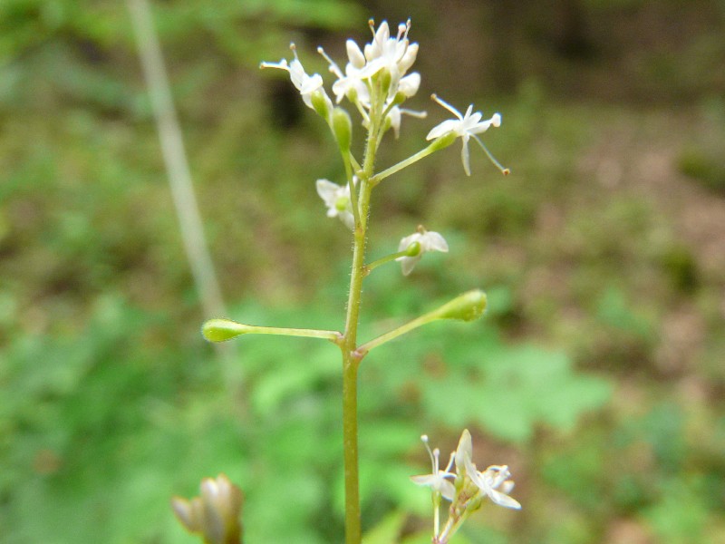 Circaea alpina 4