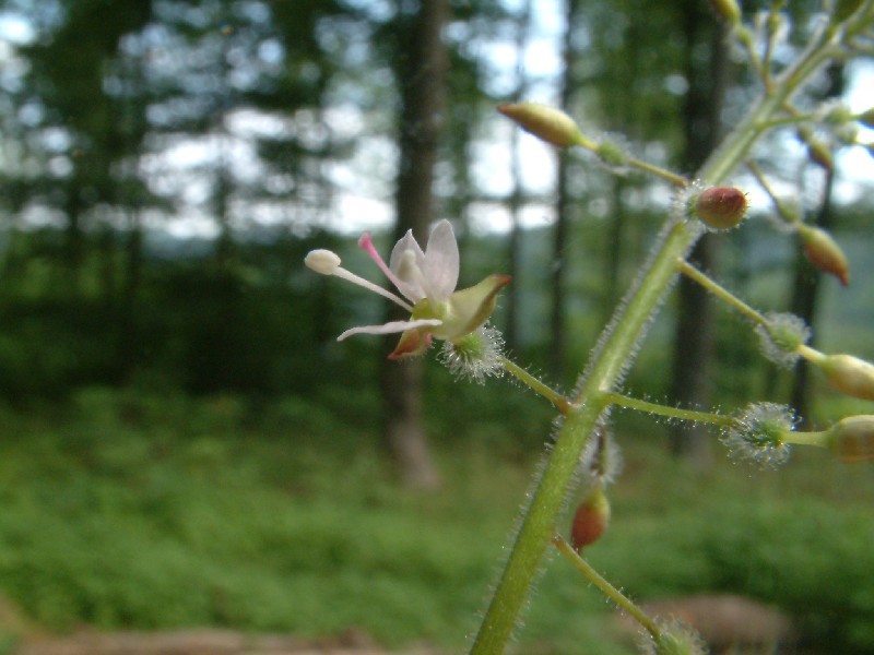 Circaea lutetiana 2