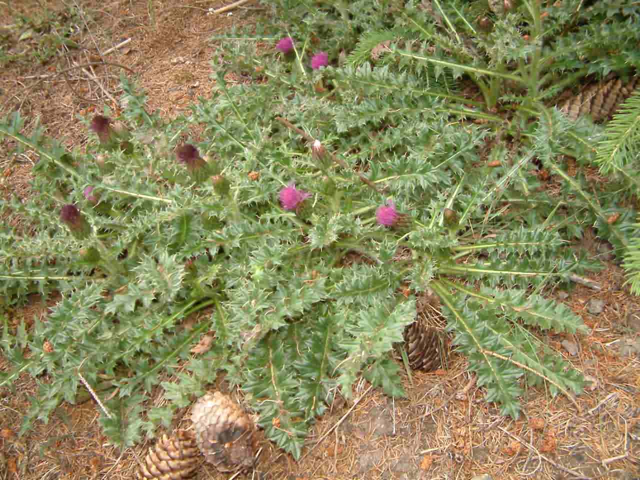 Cirsium acaule 1