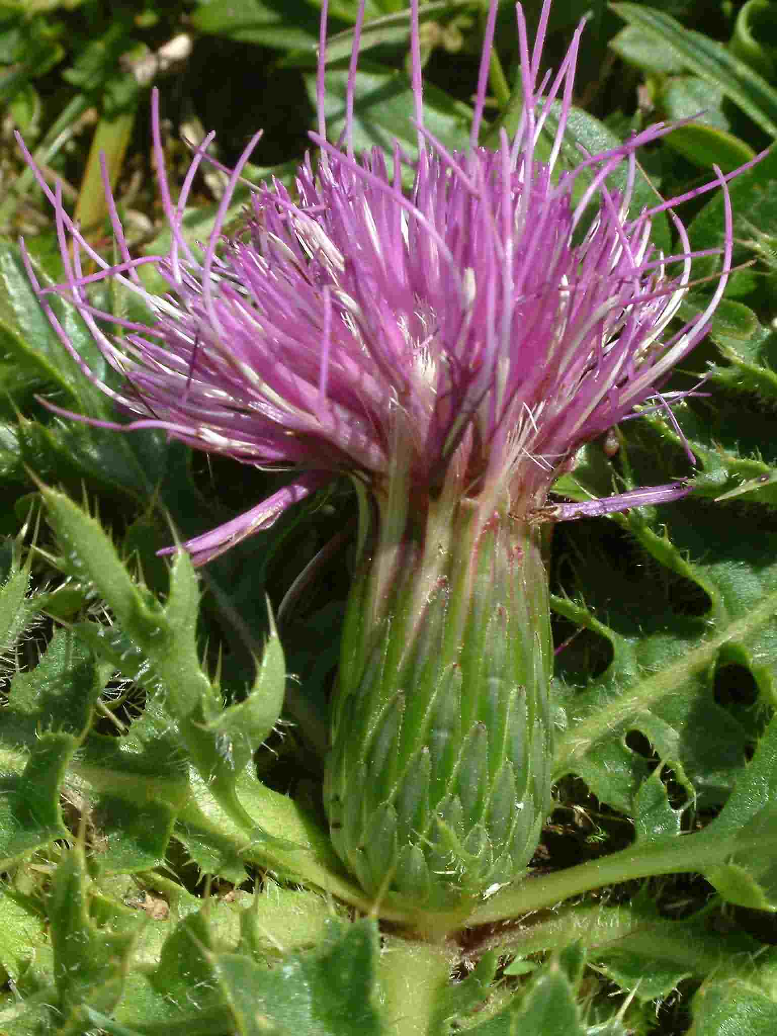 Cirsium acaule 2