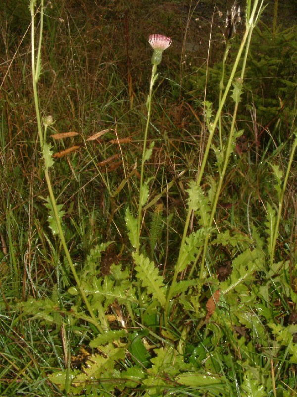 Cirsium Ã€ rigens 1