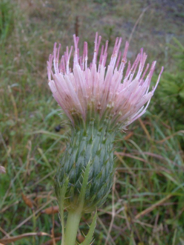 Cirsium Ã€ rigens 2