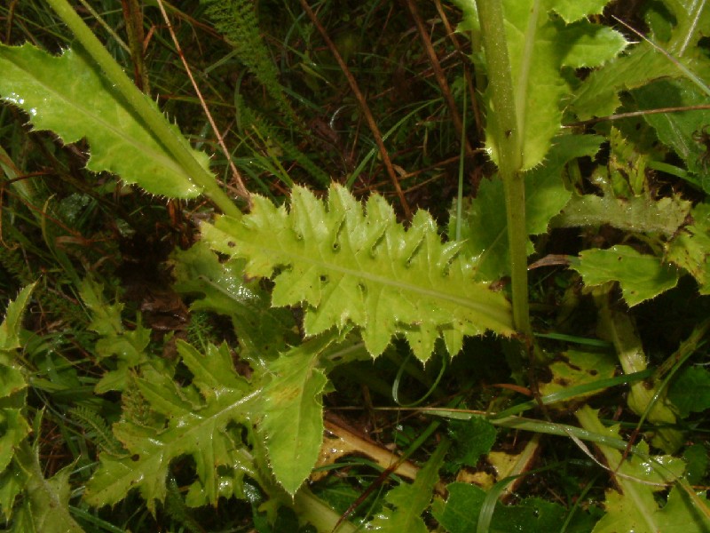 Cirsium Ã€ rigens 3