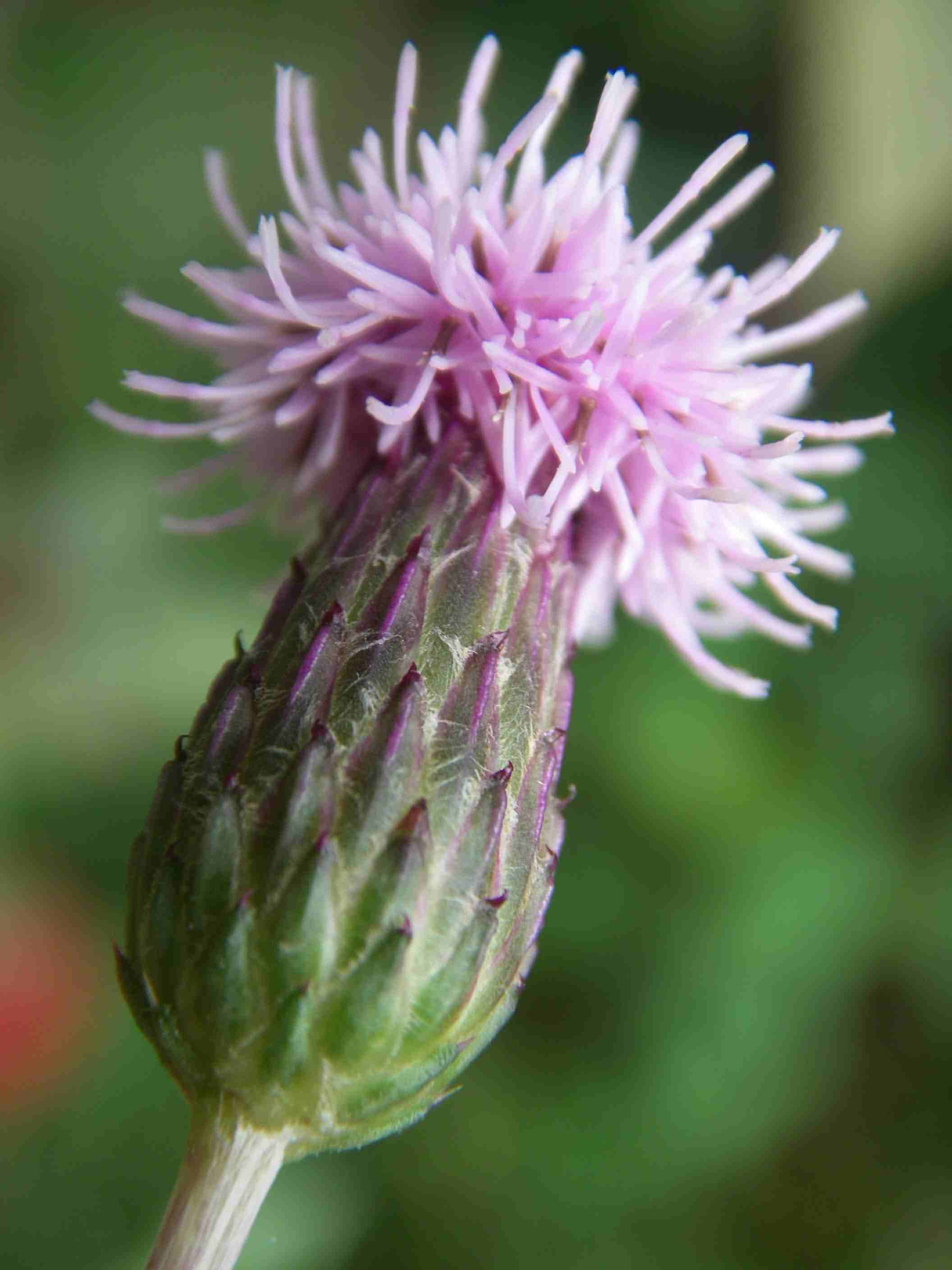 Cirsium arvense 1