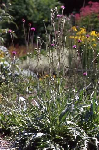 Cirsium canum 1