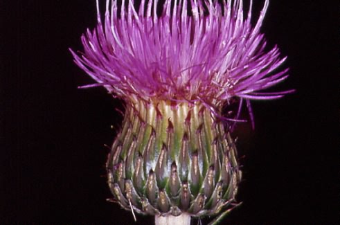 Cirsium canum 2