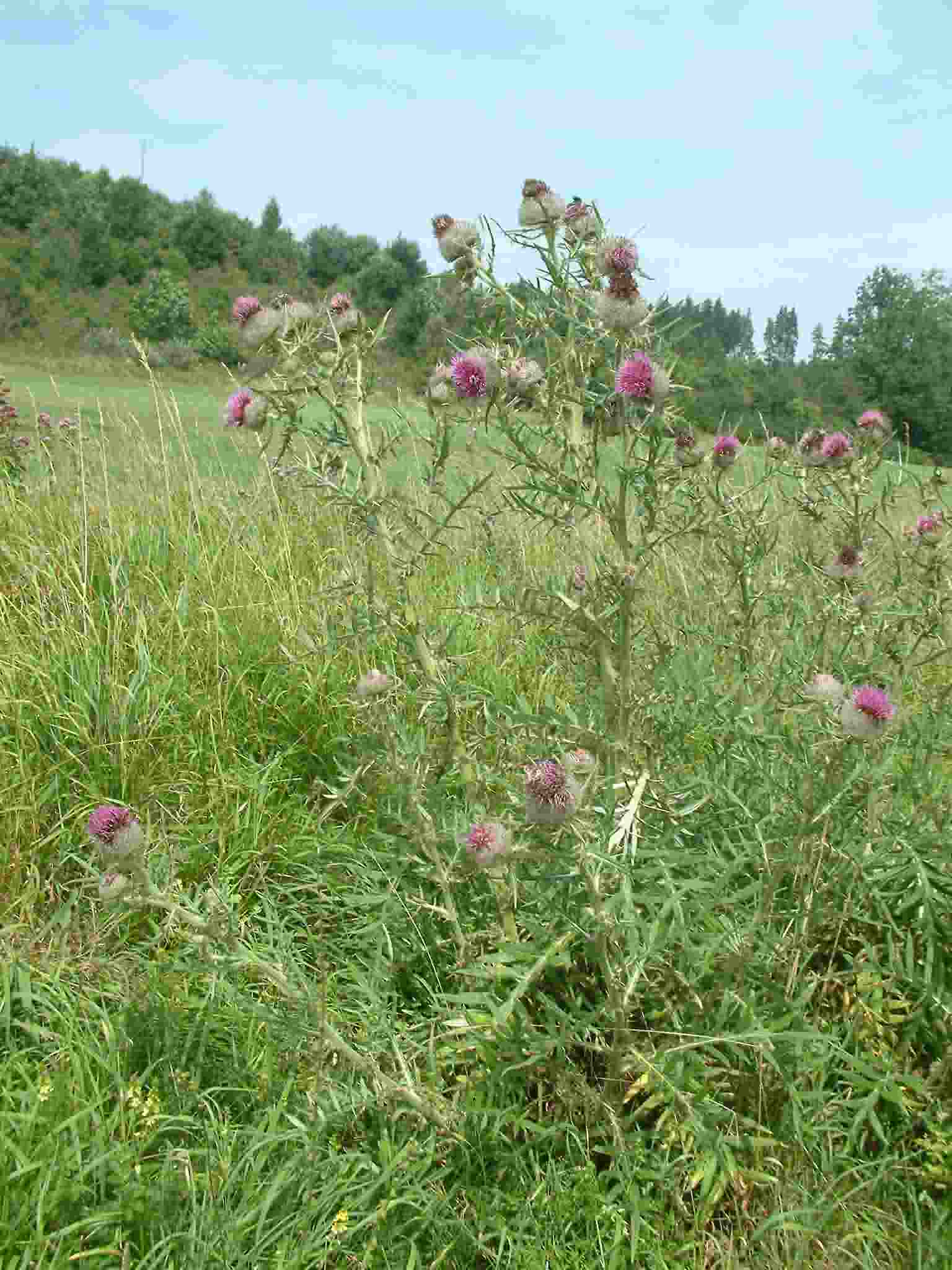 Cirsium eriophorum 1