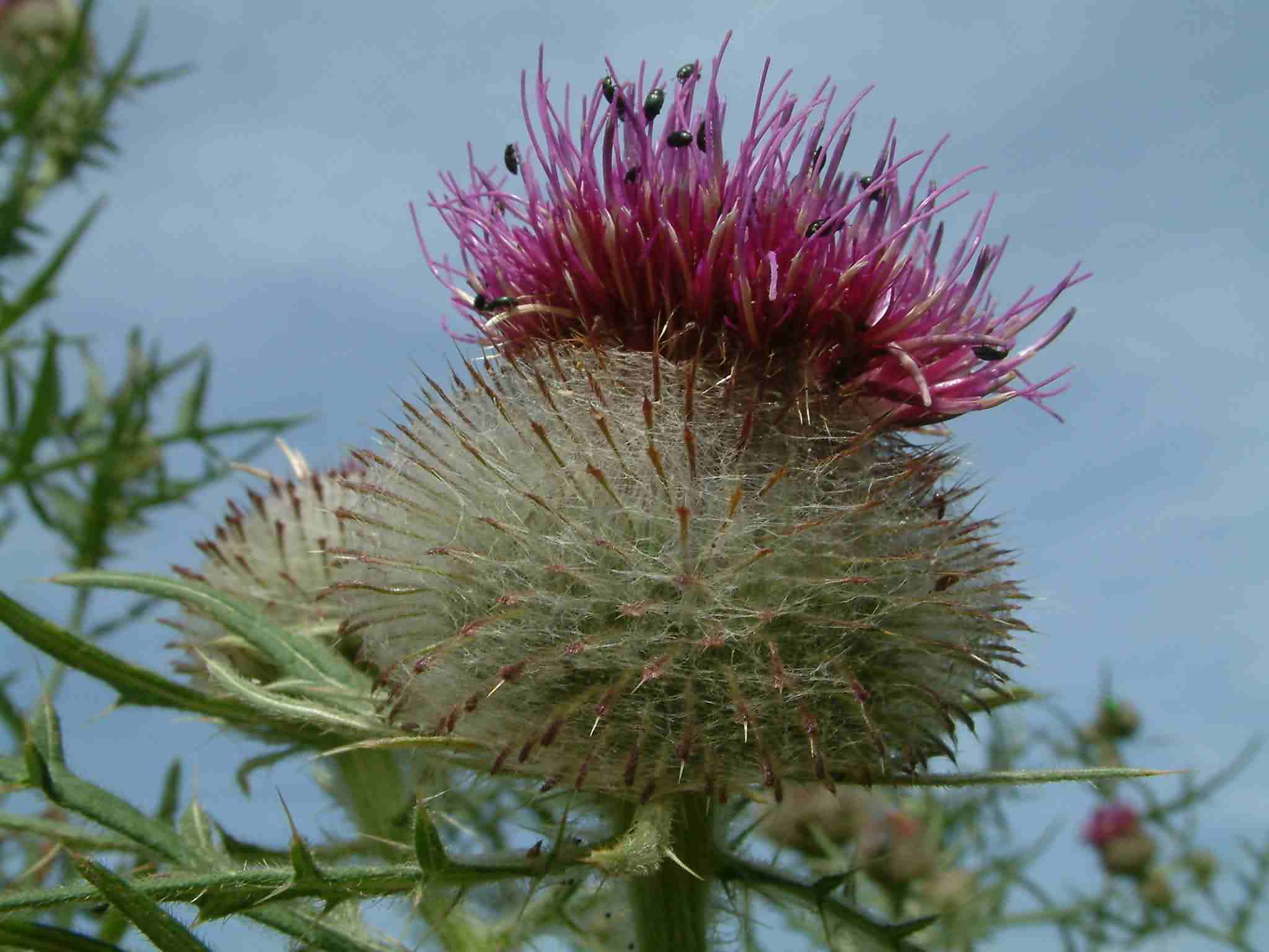 Cirsium eriophorum 2