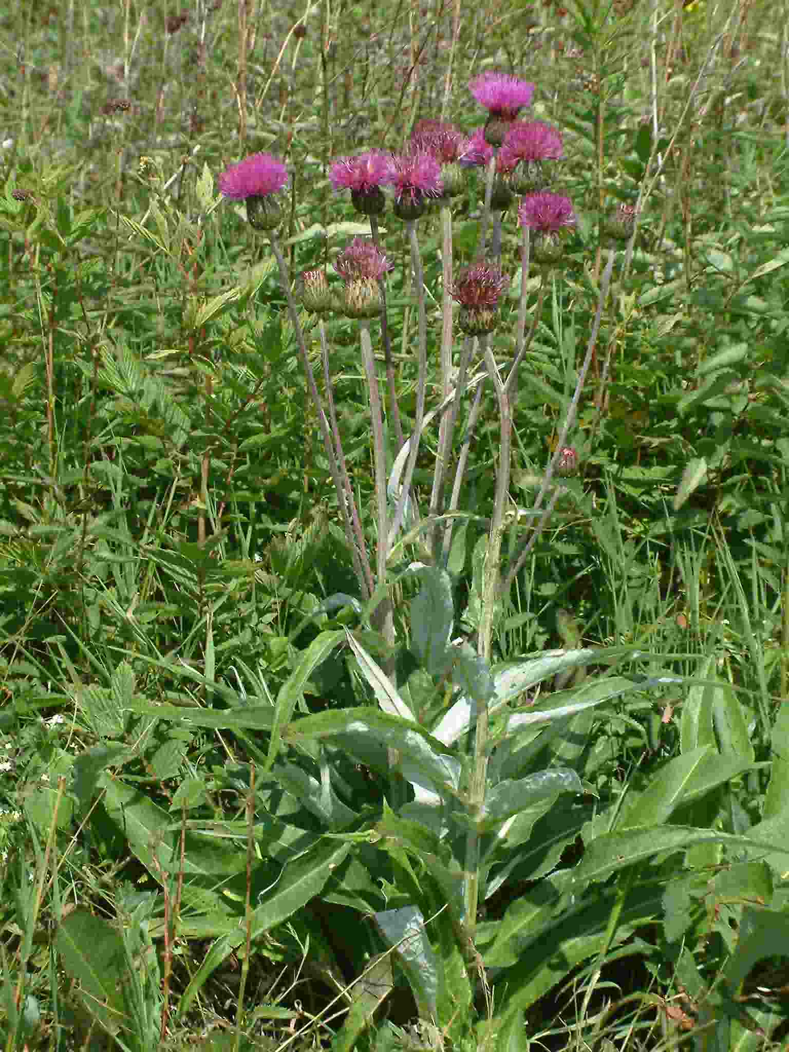 Cirsium heterophyllum 1