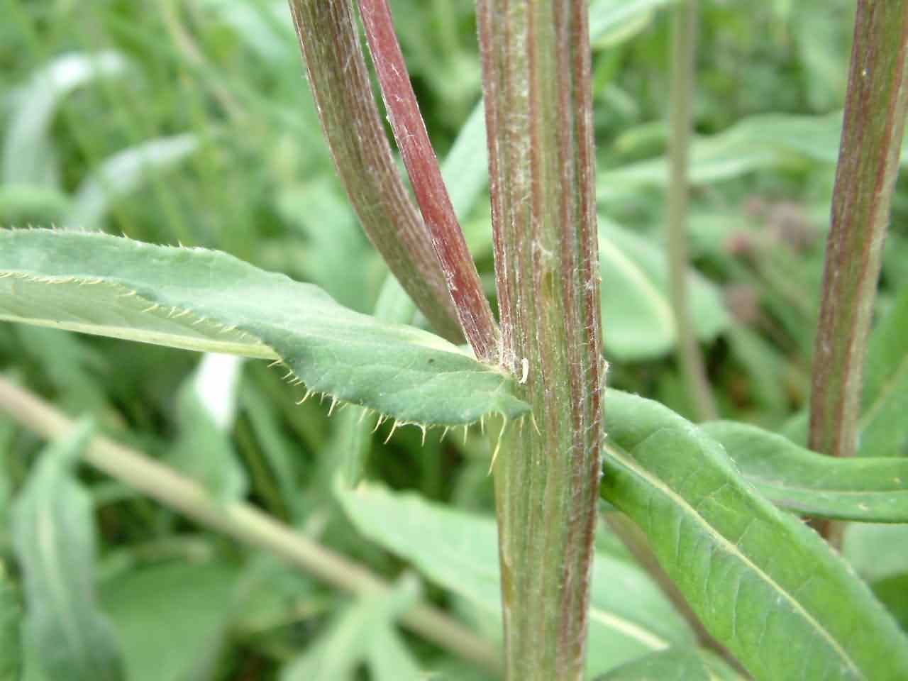 Cirsium heterophyllum 3