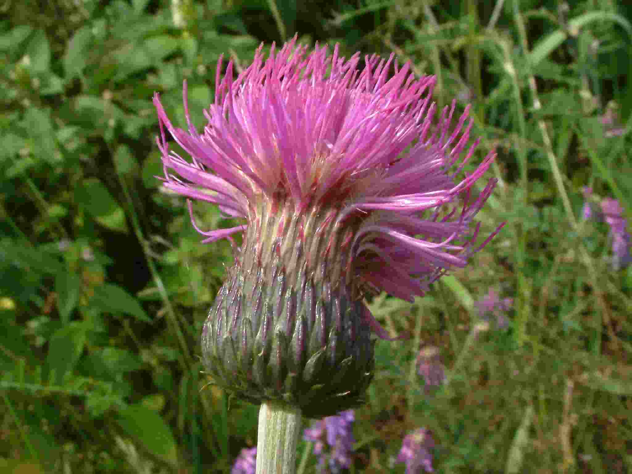 Cirsium heterophyllum 2