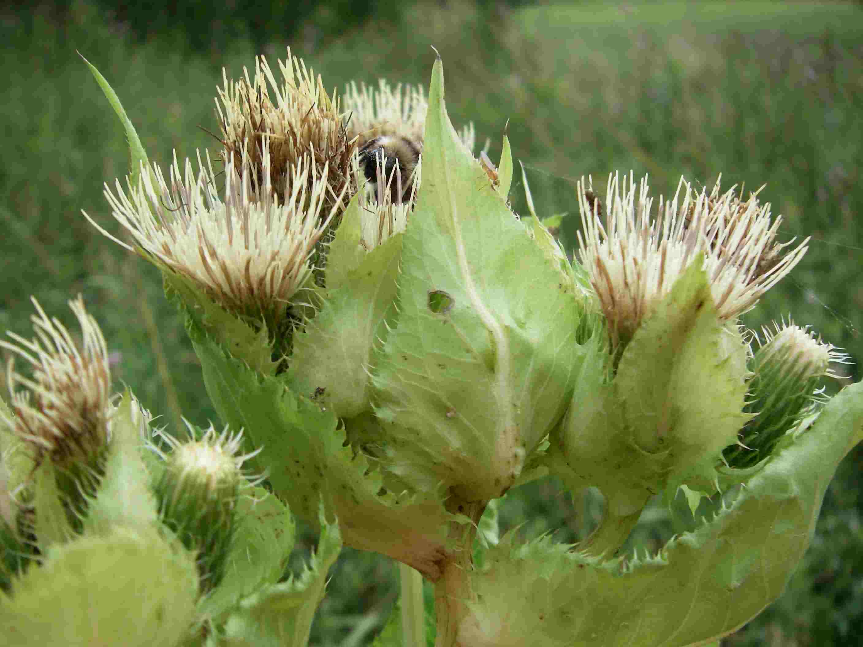 Cirsium oleraceum 2