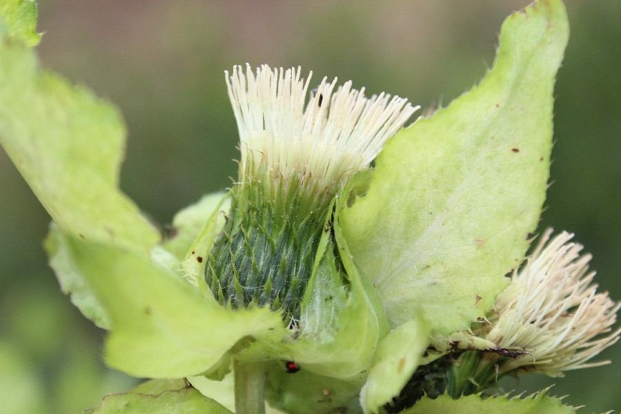 Cirsium oleraceum 3