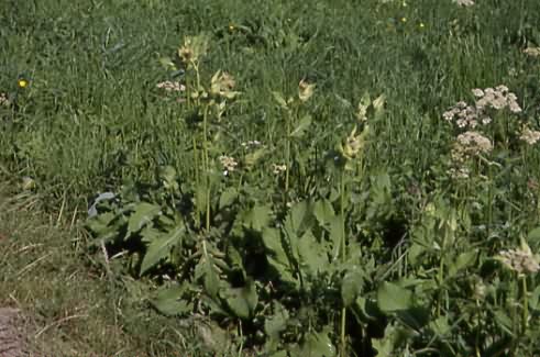 Cirsium oleraceum 1