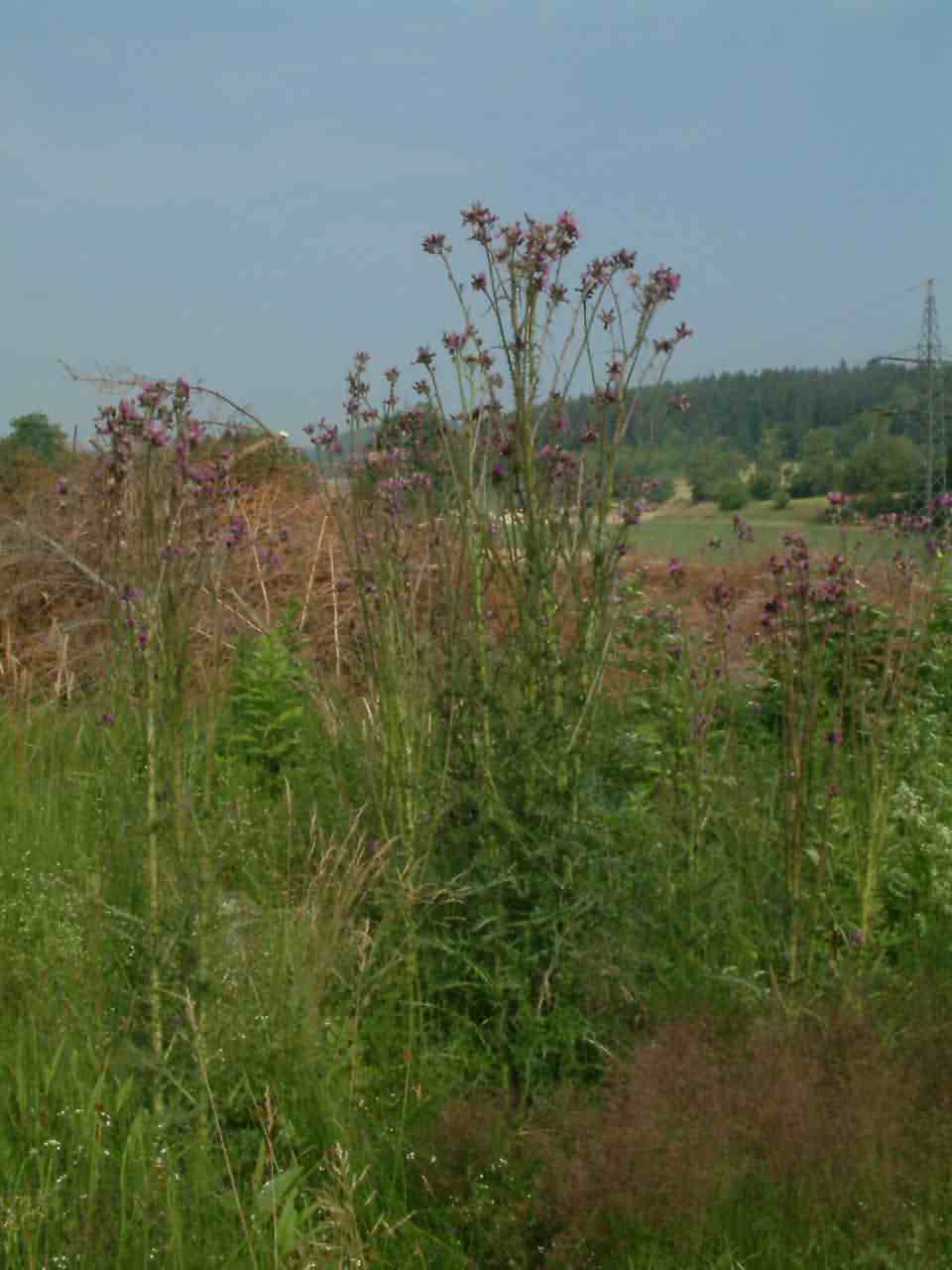 Cirsium palustre 1