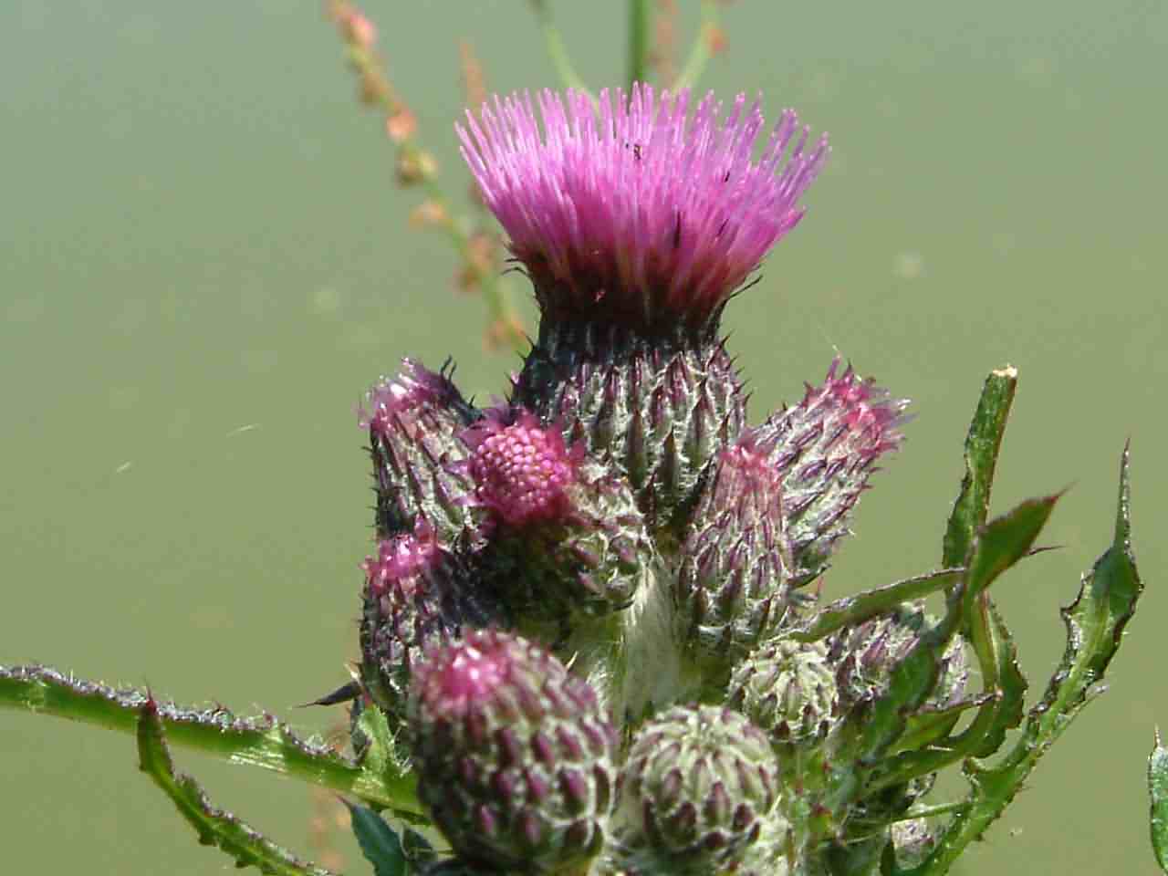 Cirsium palustre 3