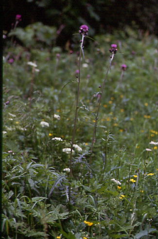 Cirsium rivulare 1