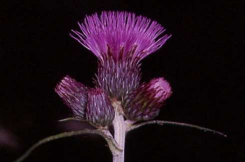 Cirsium rivulare 2