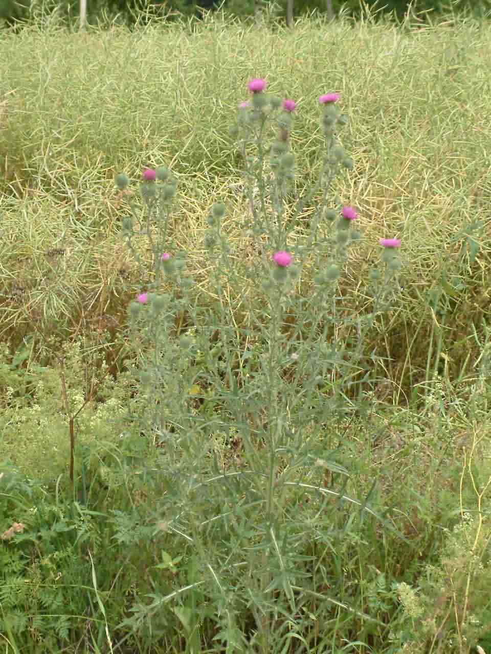 Cirsium vulgare 1