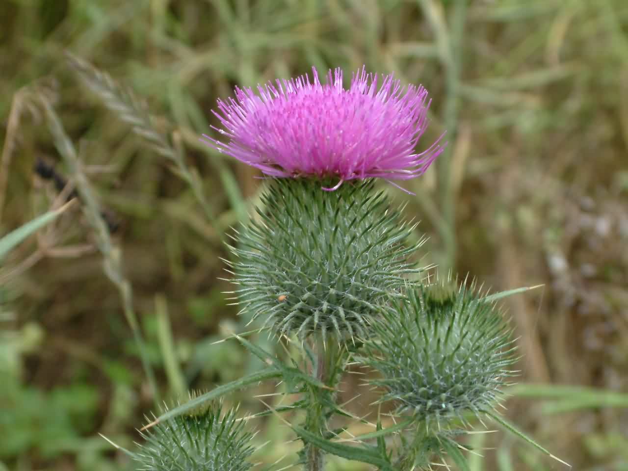 Cirsium vulgare 2