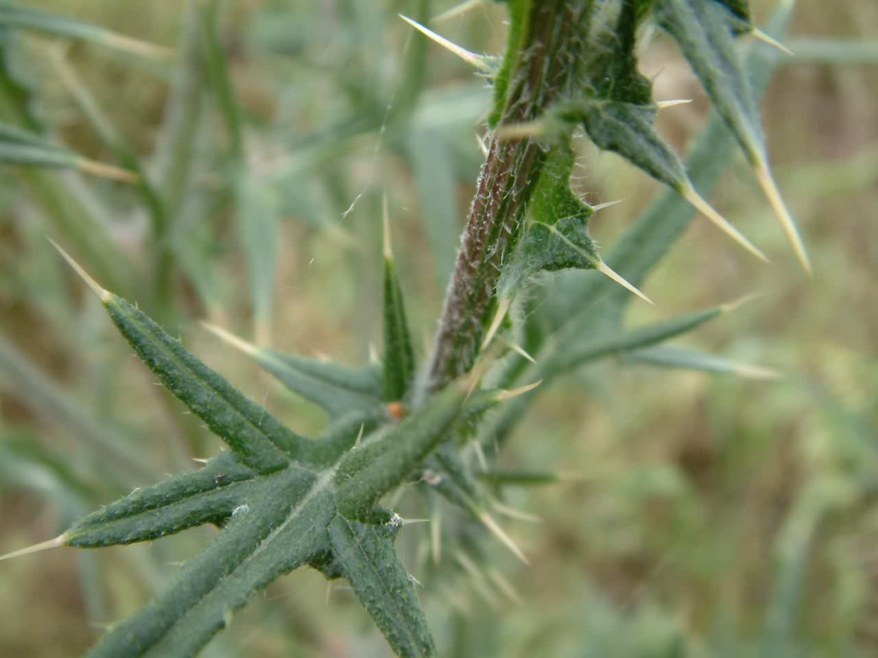 Cirsium vulgare 3