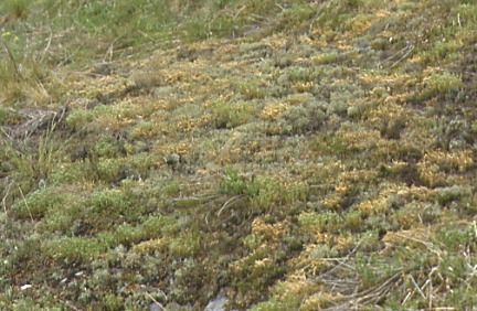 Trockenrasen mit Cladonia-Flechten