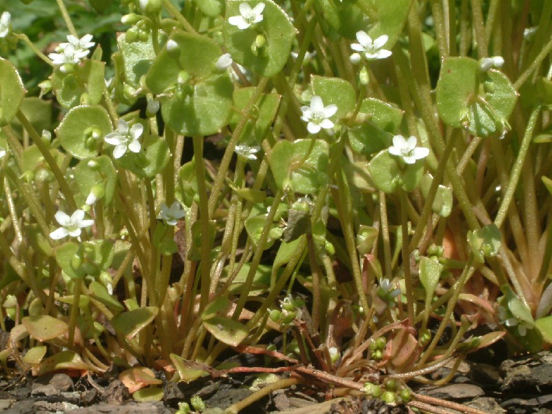 Claytonia perfoliata 1