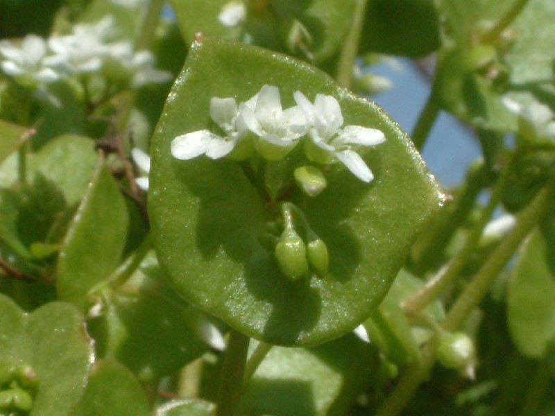 Claytonia perfoliata 2