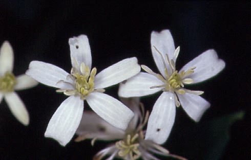 Clematis recta 2