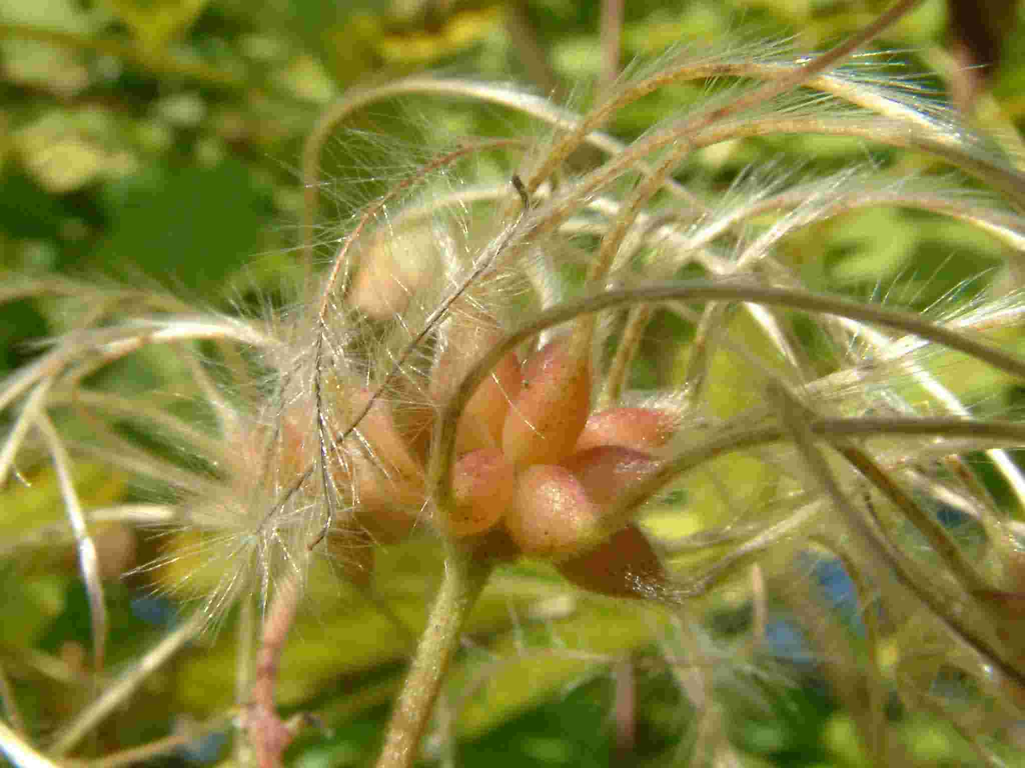 Clematis vitalba 2