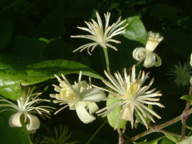 Clematis vitalba 1