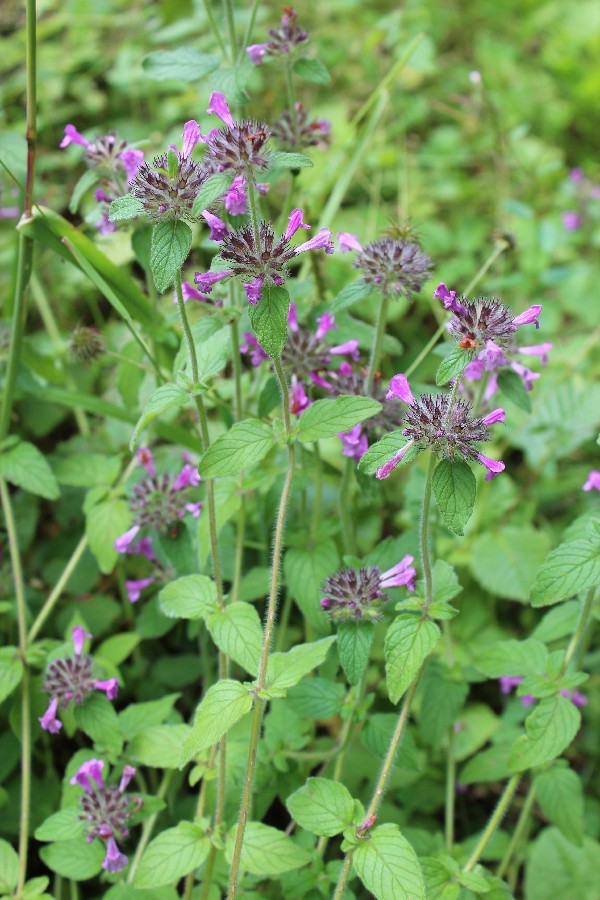 Clinopodium vulgare 1