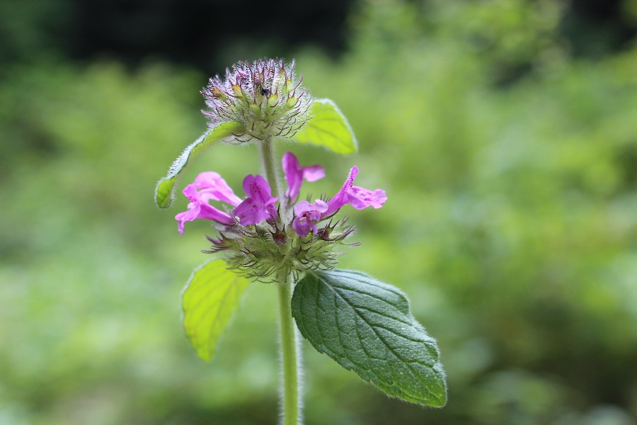 Clinopodium vulgare 2