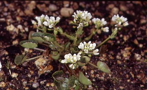 Cochlearia danica 1