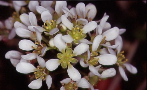 Cochlearia danica 2