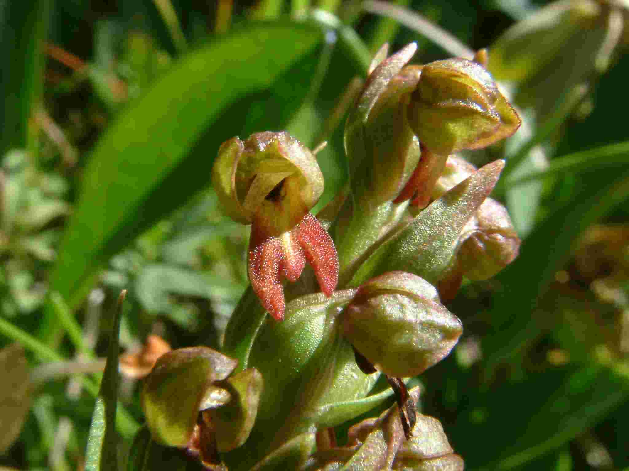 Coeloglossum viride 3